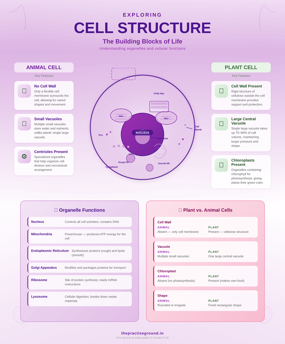 Cell structure infographic comparing animal and plant cells, showing organelles like nucleus, mitochondria, chloroplasts, and their functions