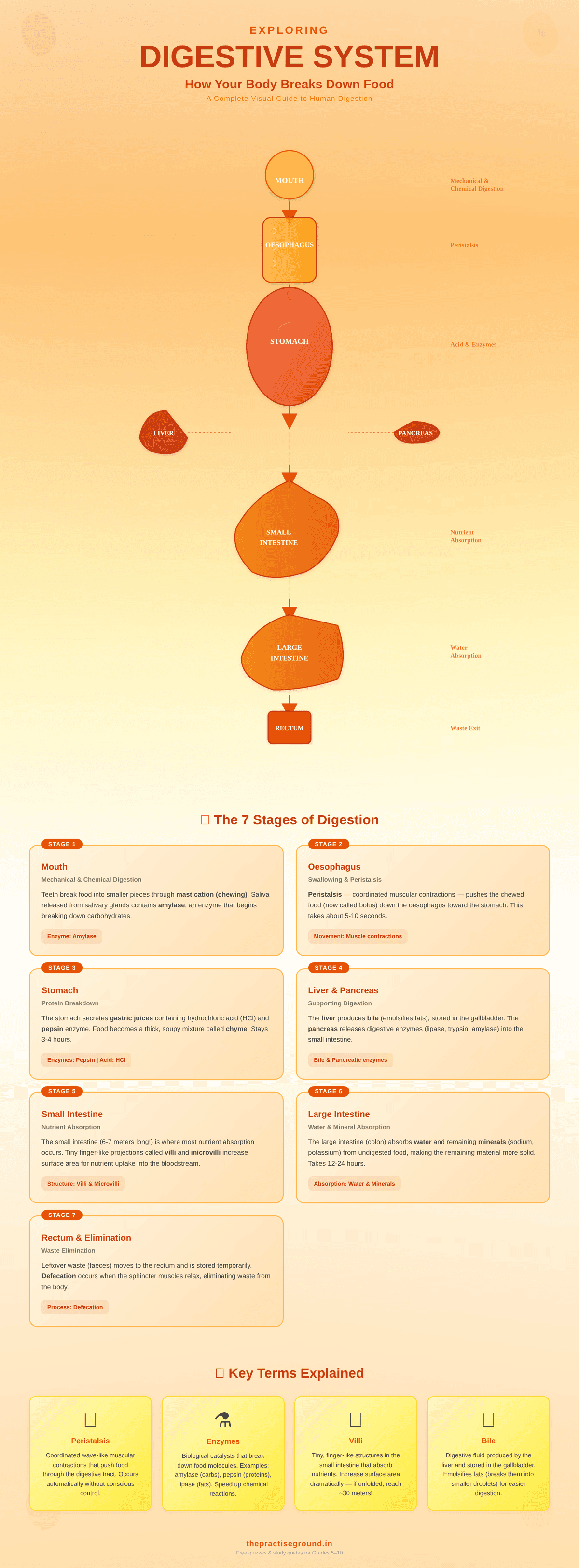 Complete Digestion Process Human Digestive System: Organs, Functions & How Digestion Works | The ...