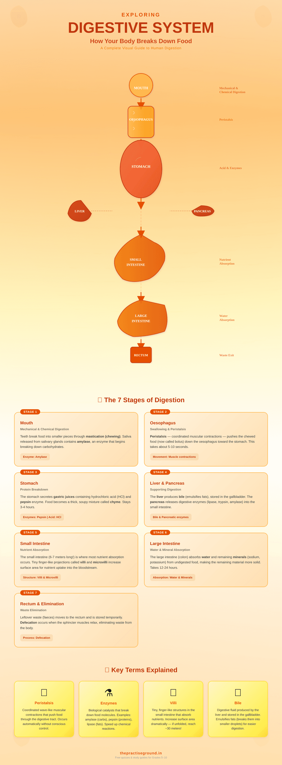 Human digestive system infographic showing the journey of food through mouth, oesophagus, stomach, intestines with organ functions and key terms