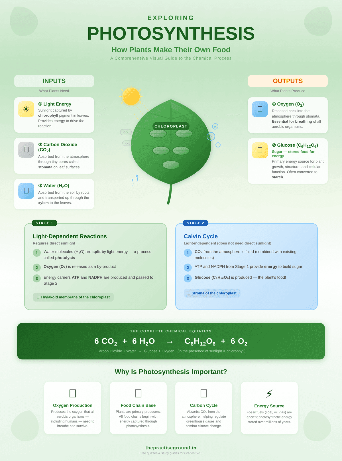 Photosynthesis infographic showing inputs (sunlight, CO2, water), outputs (oxygen, glucose), light-dependent reactions, and the Calvin cycle