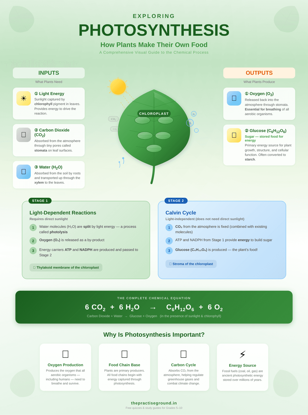 Photosynthesis infographic showing inputs (sunlight, CO2, water), outputs (oxygen, glucose), light-dependent reactions, and the Calvin cycle